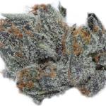 Great White Shark