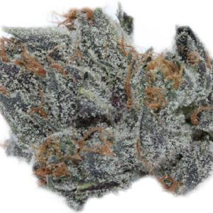 Great White Shark